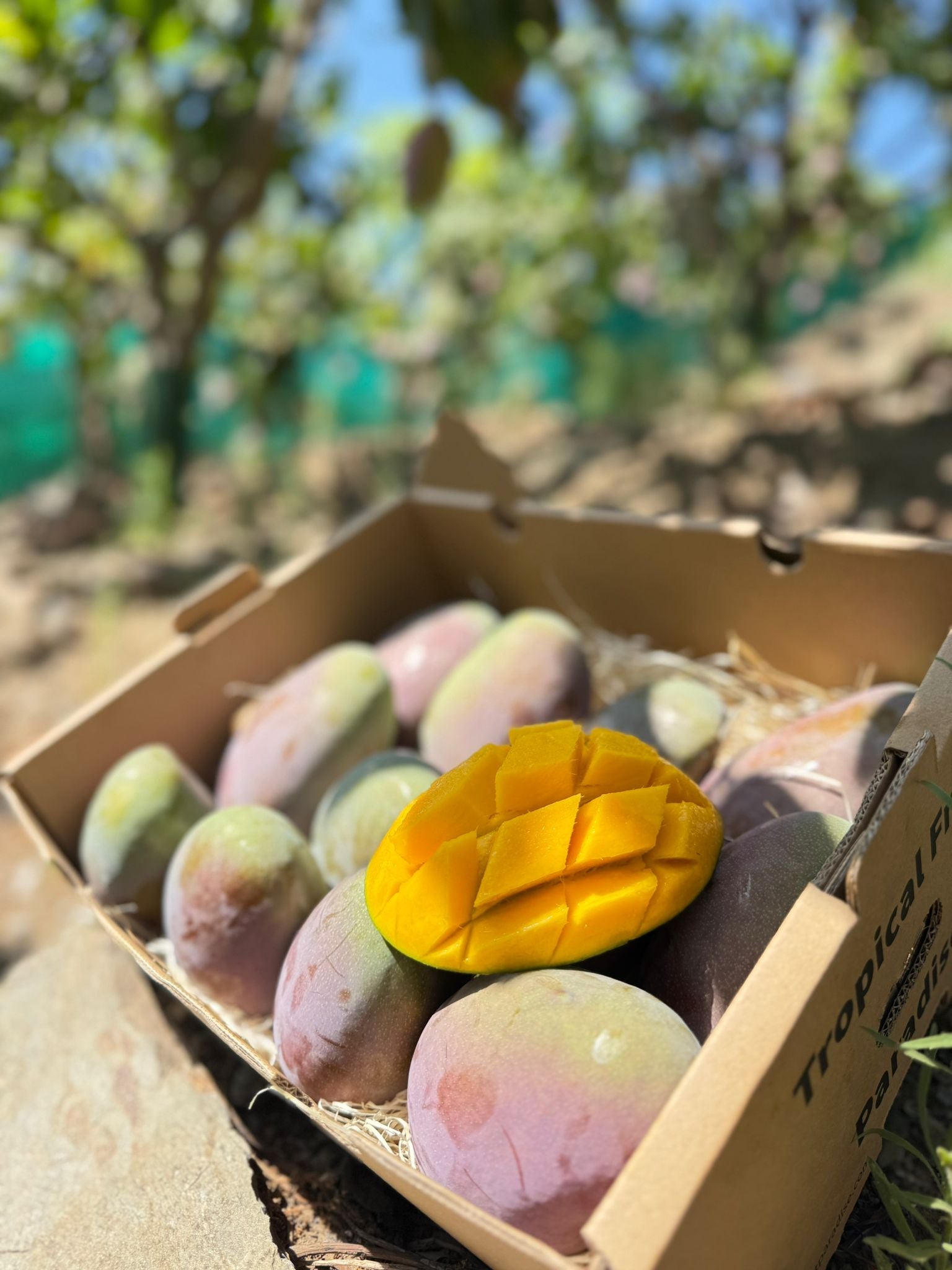 From Andaluzia – TropicalFruitParadise