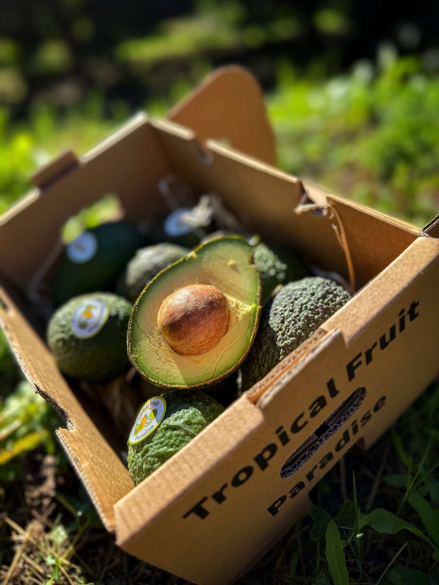 Hass Avocado BIO