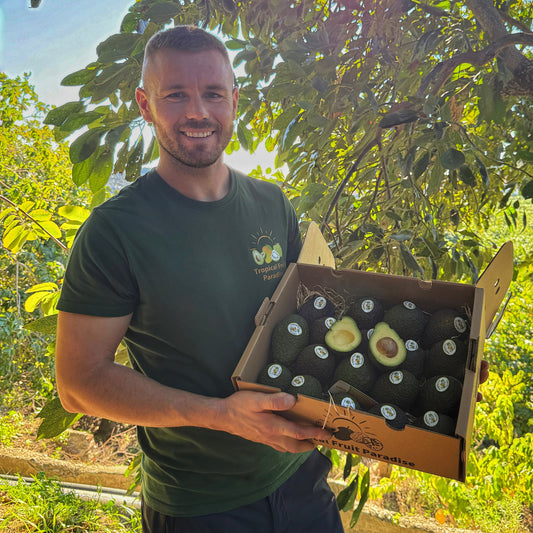Man holding a box of avocados in a lush green outdoor setting
