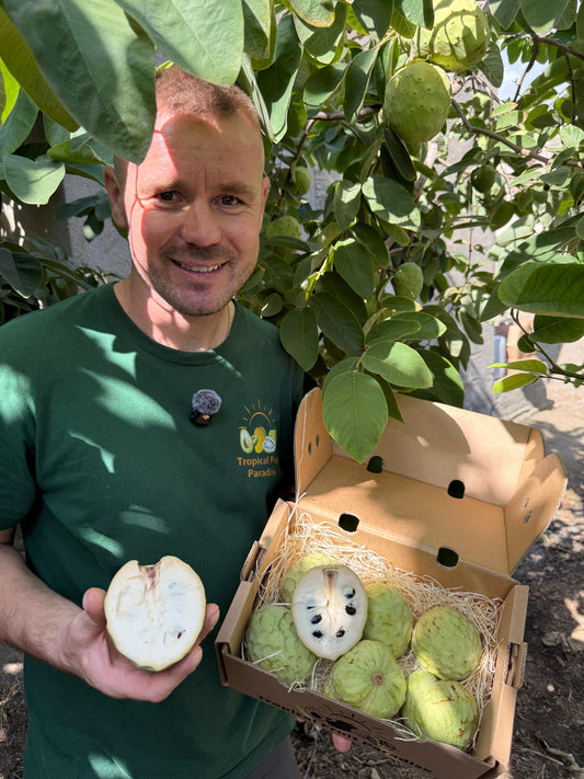Man holding a cherimoya box