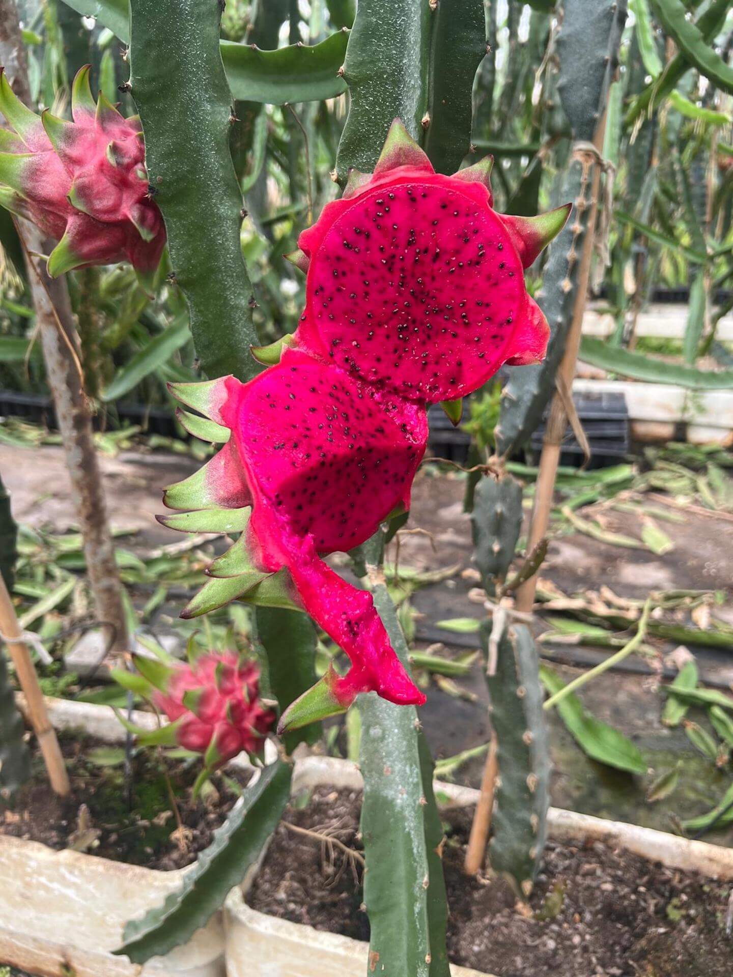 Fructul dragonului roșu Vietnam