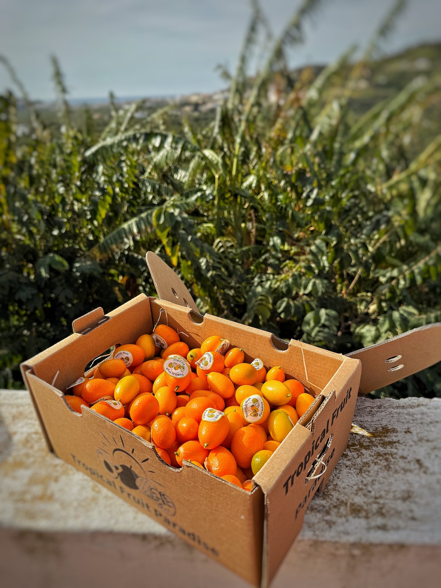 Fresh kumquats, small oval orange fruits, in Tropical Fruit Paradise delivery box