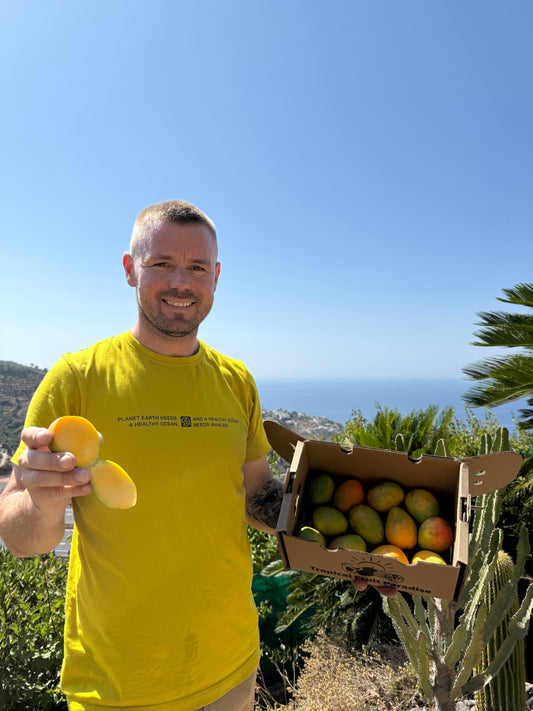 Mango Baby Azucar Columbia