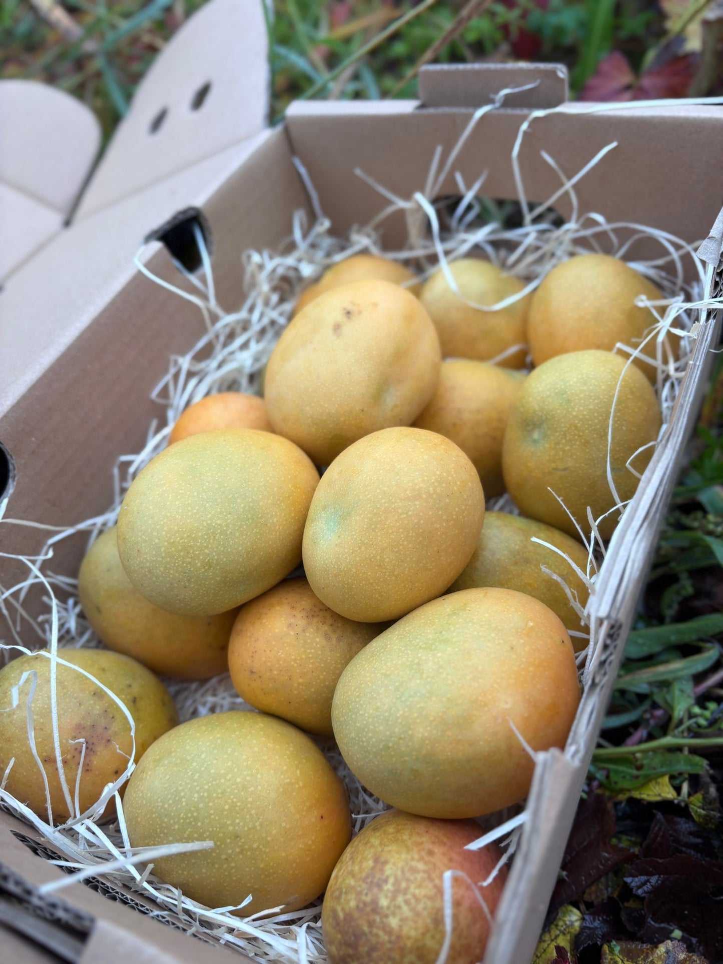 Mango Baby Para-Chupar Ecuador