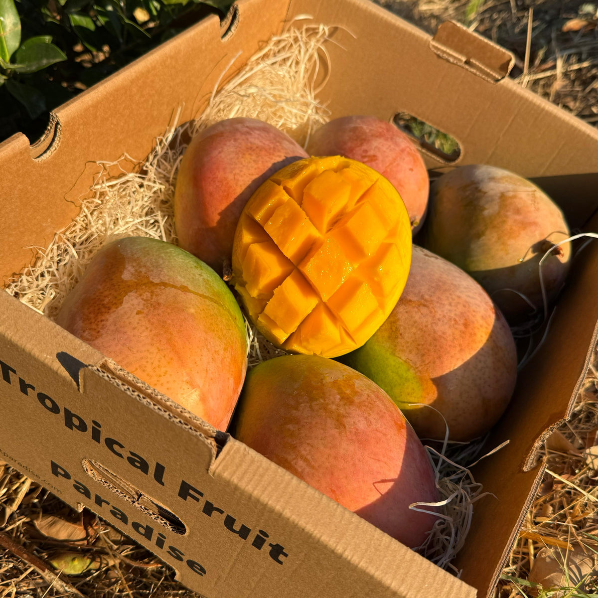 Mango keitt box