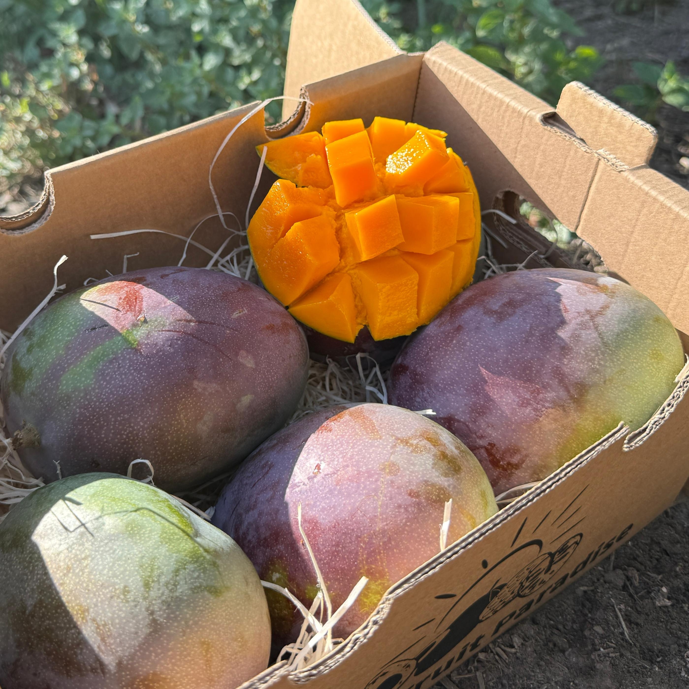 Mango Kent BIO TropicalFruitParadise Mango Kent BIO TropicalFruitParadise