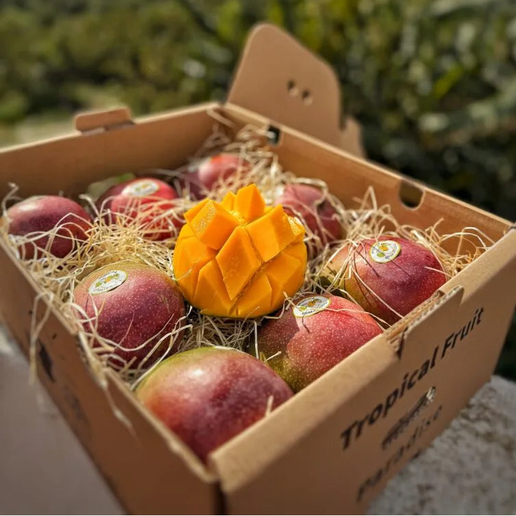 Fresh Kent mango, green skin with red blush, sliced showing deep orange fiberless flesh, in Tropical Fruit Paradise delivery box