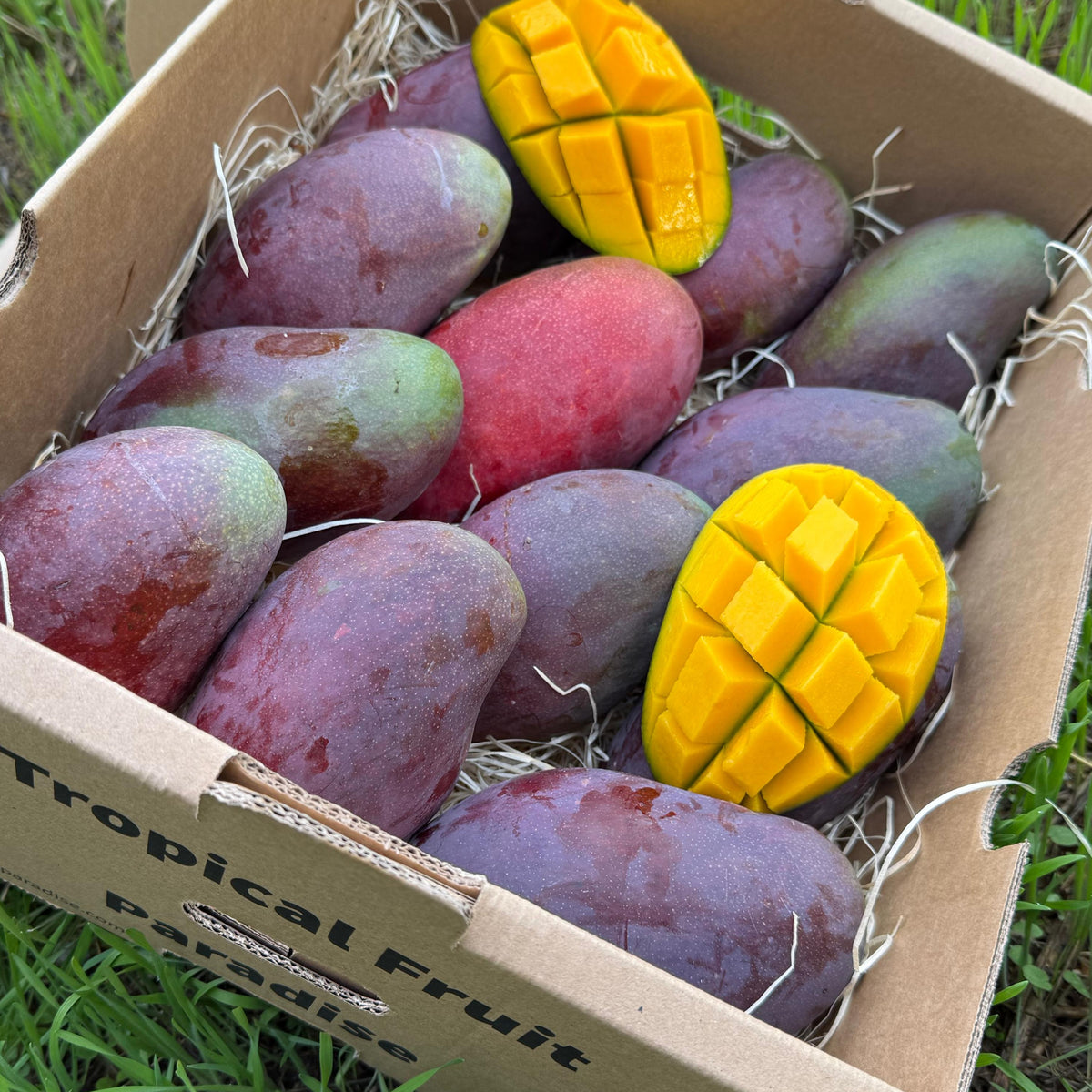 Fresh Palmer mango, large elongated fruit with deep red-purple blush, halved showing smooth orange flesh, in Tropical Fruit Paradise delivery box