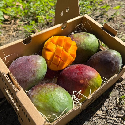 Mango Sensaction in a box