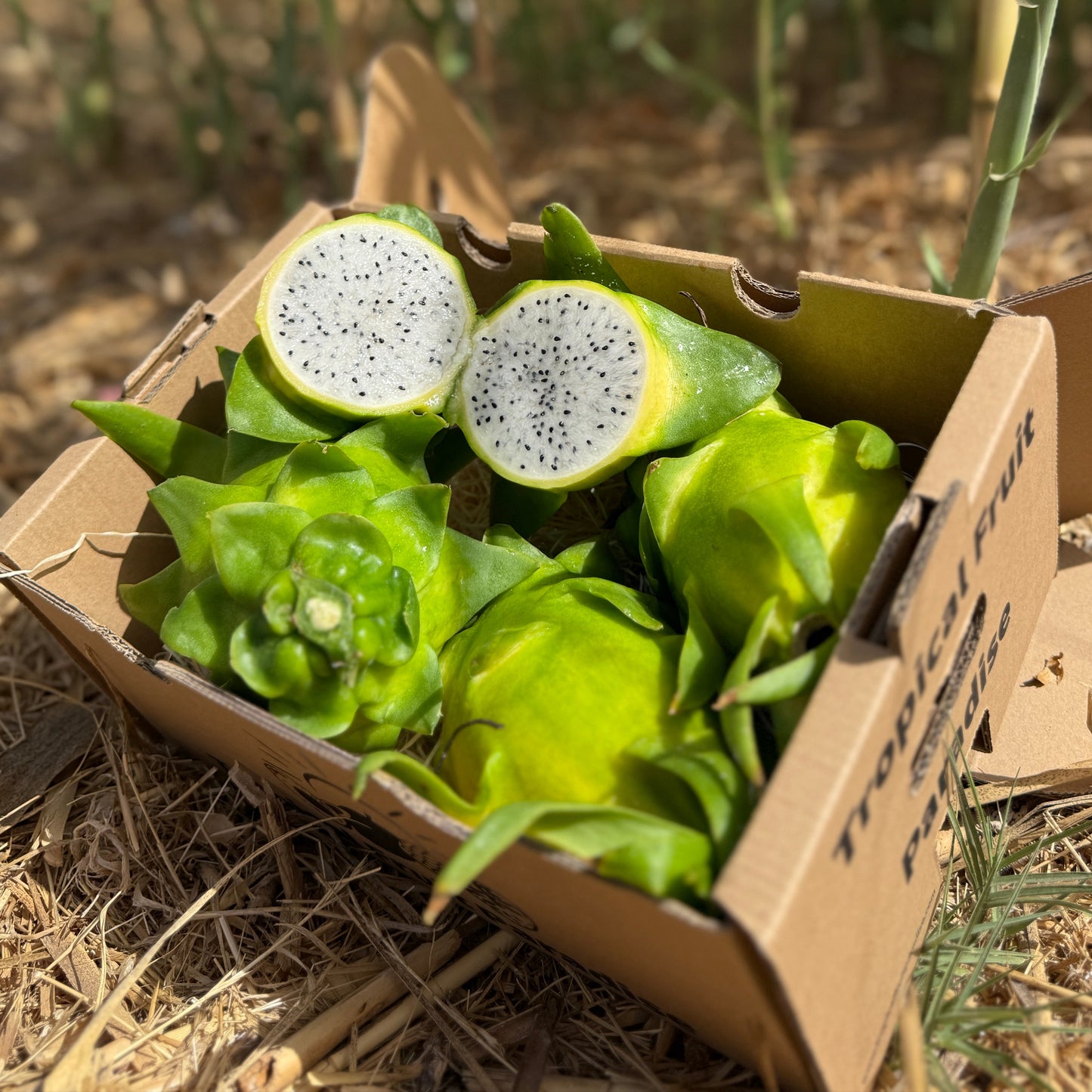 Dragon fruit in a cardboard box on a grassy field