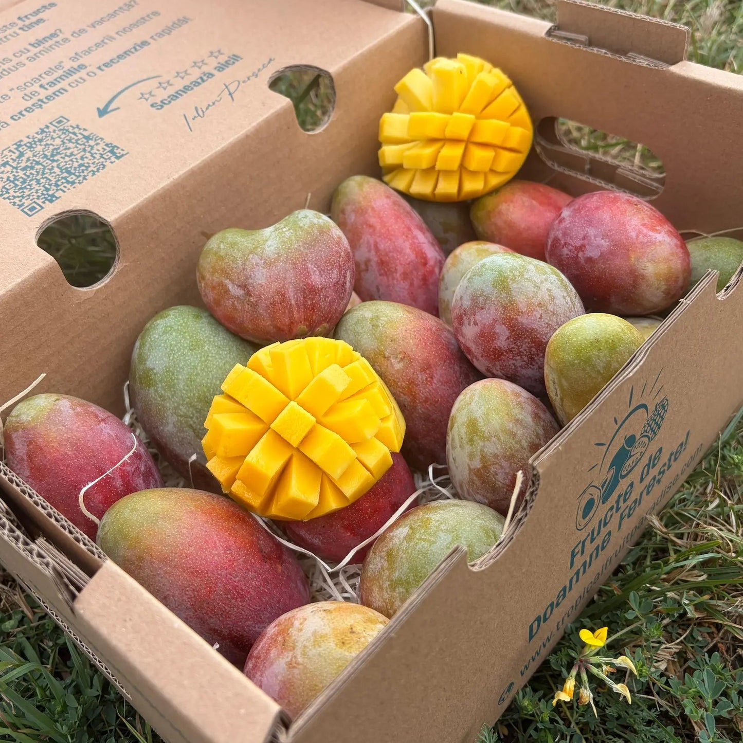 Cardboard delivery box filled with fresh purple-red baby Osteen mangoes on straw, featuring two hedgehog-cut halves showing bright yellow pulp, outdoors on grass.