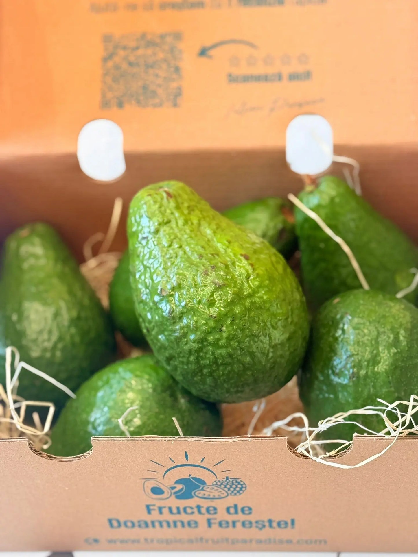 Acocado Dominic