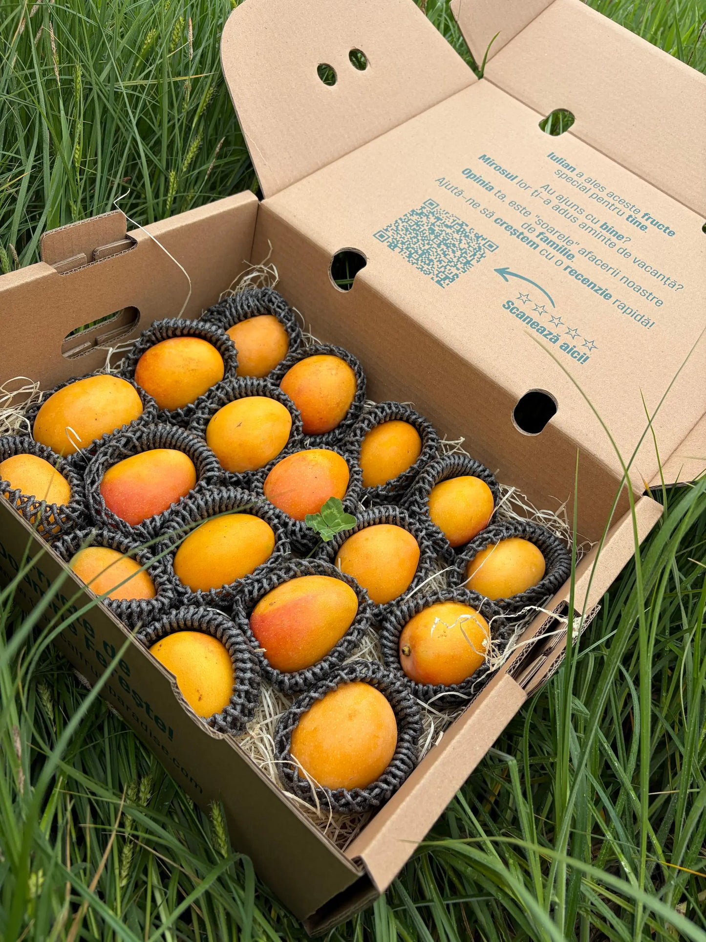 Fresh yellow-orange Mango para Chupar fruits, protected individually in black net sleeves, neatly arranged inside an open cardboard delivery box on green grass.