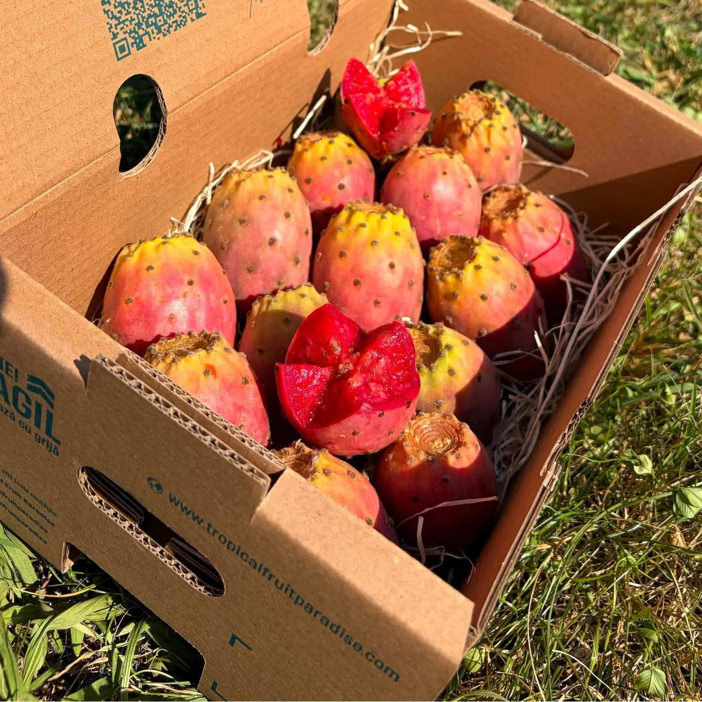 Cardboard delivery box filled with fresh yellow-red prickly pears (higo chumbo) on green grass, featuring flower-cut fruits showing deep ruby-red pulp.