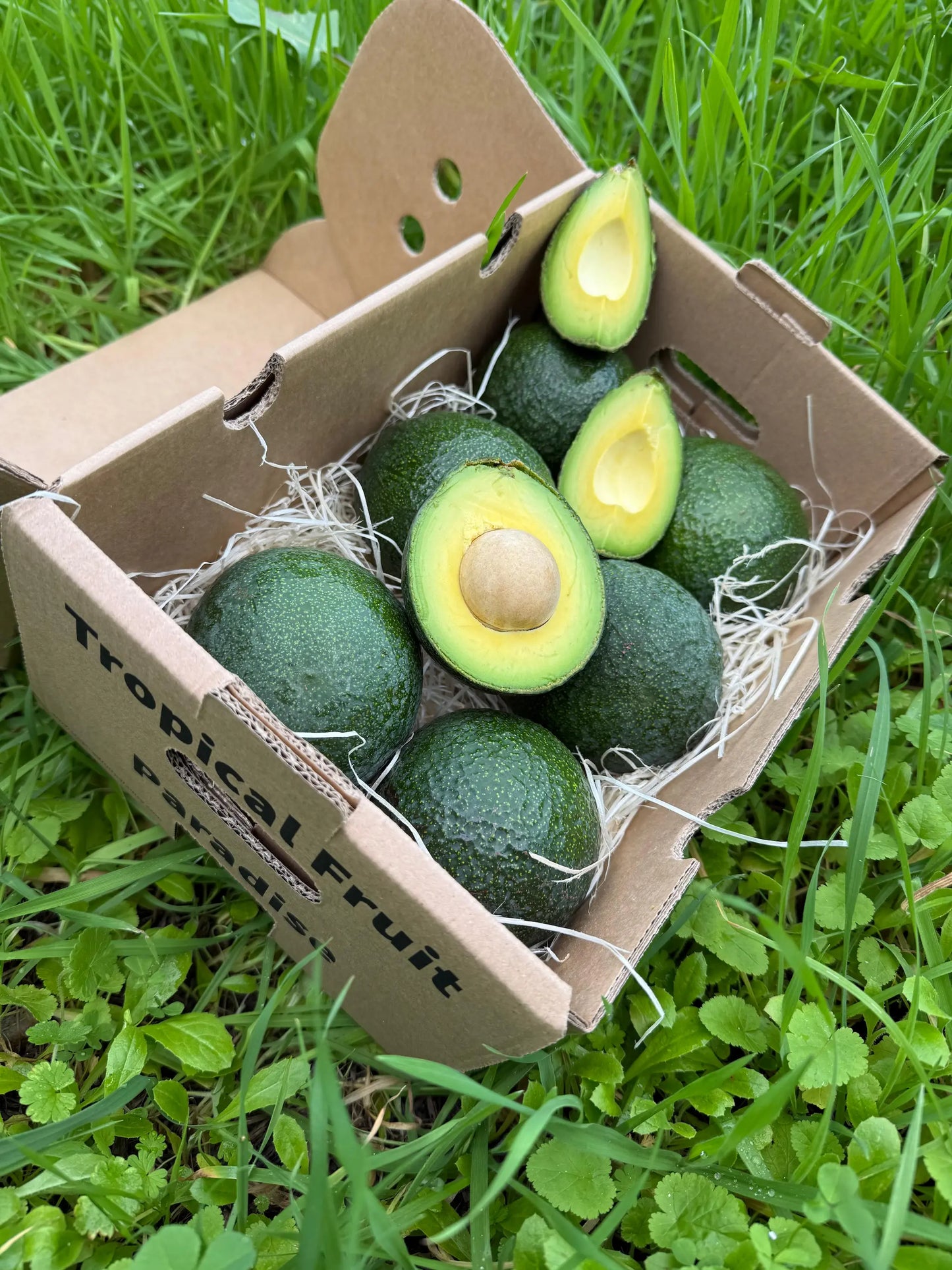 Fresh Reed avocado cut in half showing creamy yellow texture and small pit, premium delivery box by Tropical Fruit Paradise.