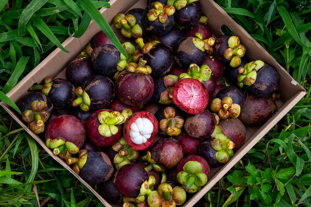 Fresh mangosteen, thick dark purple rind, cracked open showing white segmented flesh, in Tropical Fruit Paradise delivery box