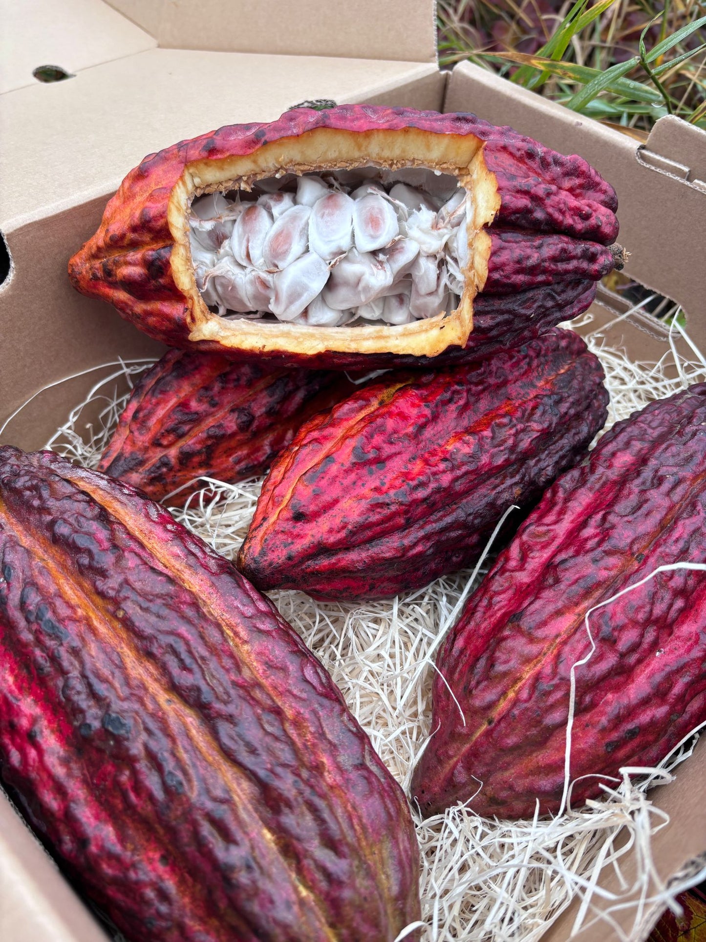 Fresh cacao pod, ridged yellow-orange shell, cracked open showing white pulp-covered beans, in Tropical Fruit Paradise delivery box