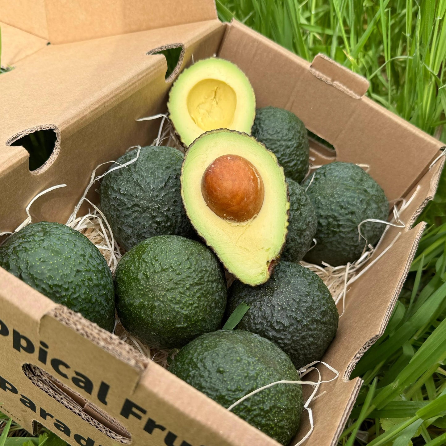 Fresh BIO Lamb Hass avocado, dark pebbly skin with squared shoulders, halved showing creamy pale green flesh, in Tropical Fruit Paradise delivery box