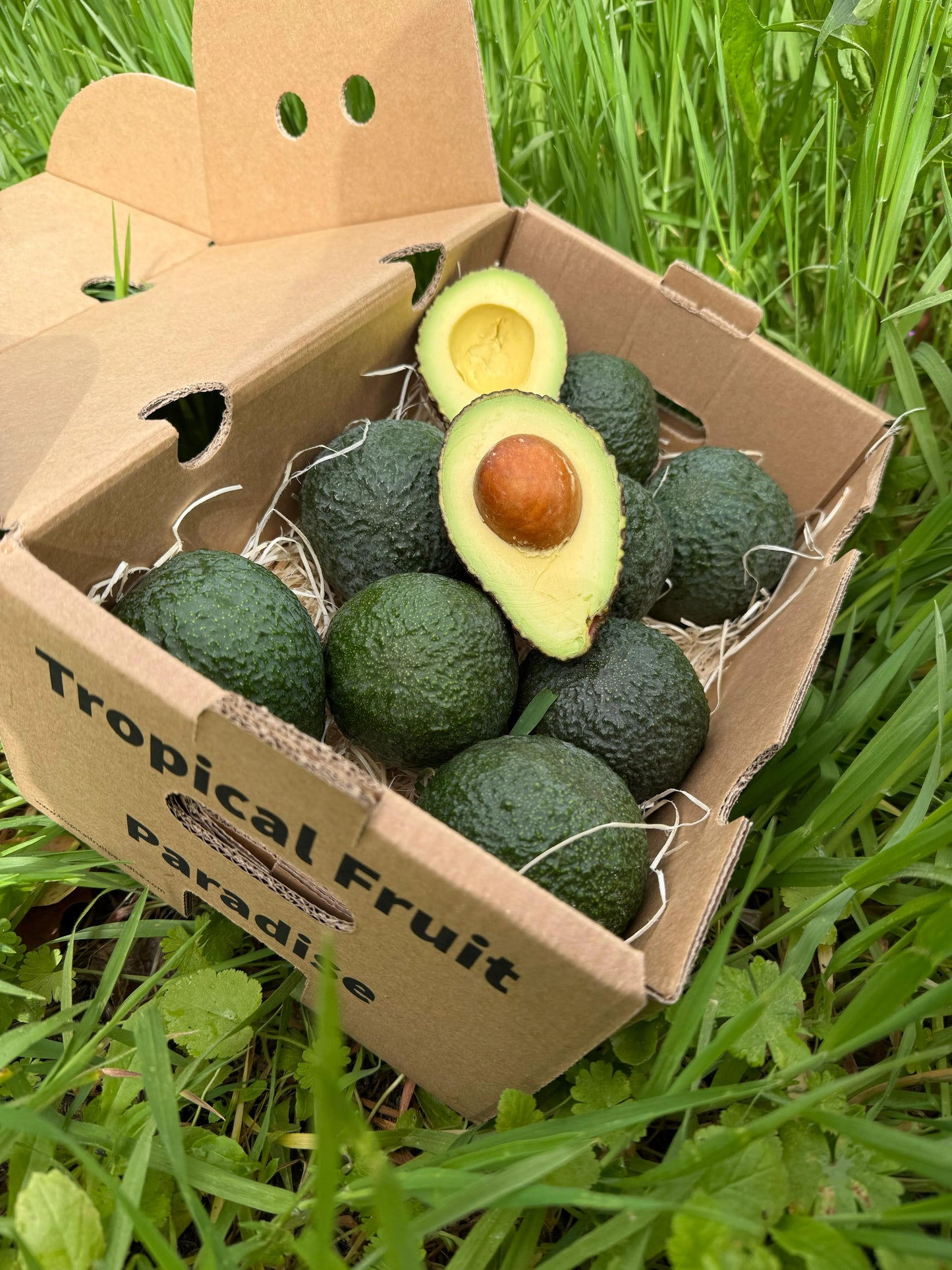 Avocado Lambhass