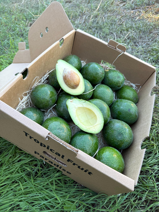 Avocado Ettinger