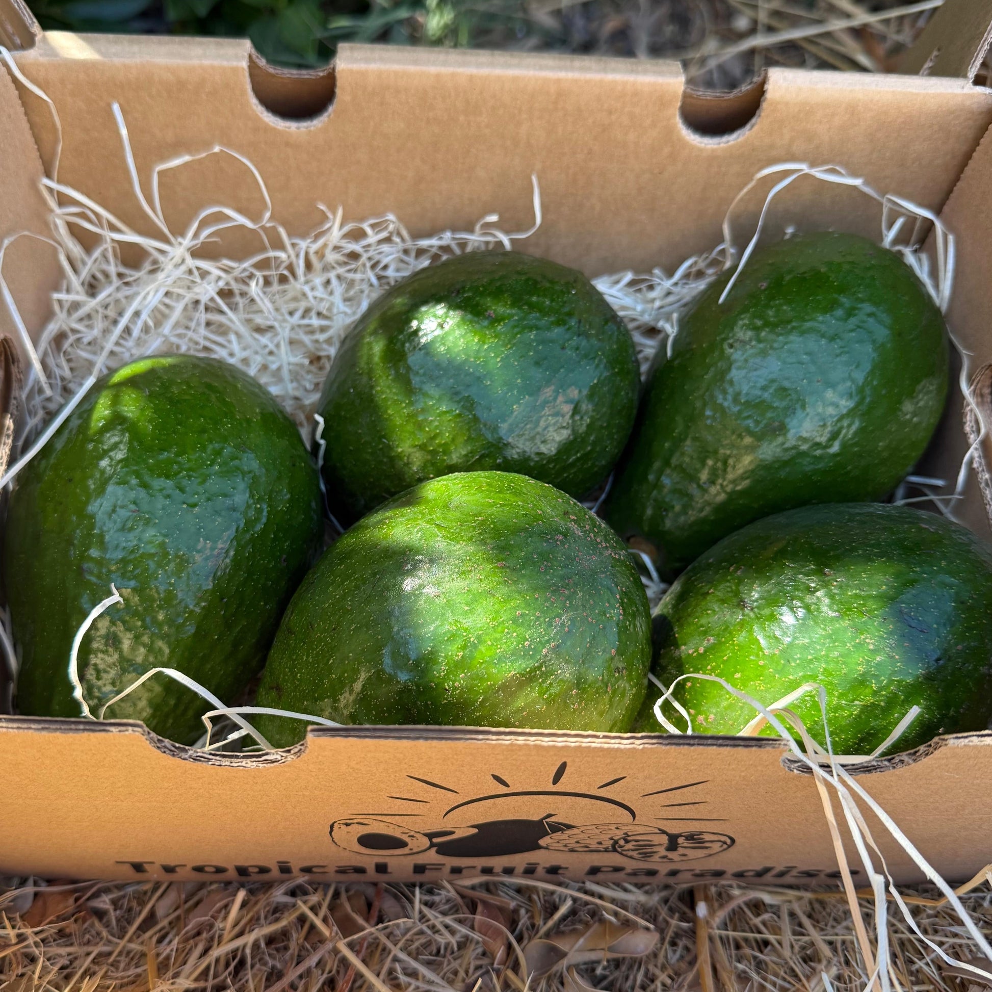 Avocado ettinger