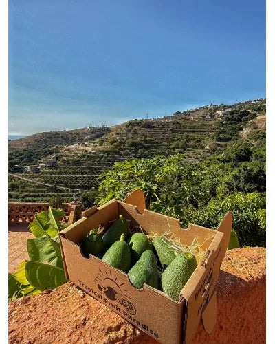 Fuerte Avocado BIO