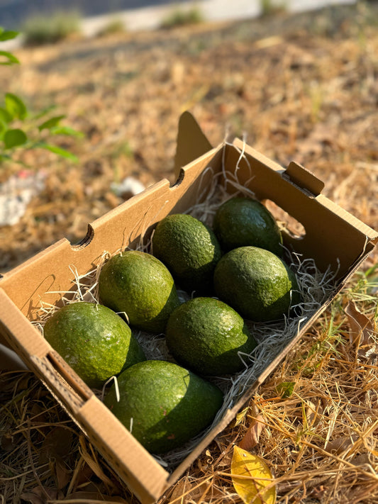 Avocado Insana