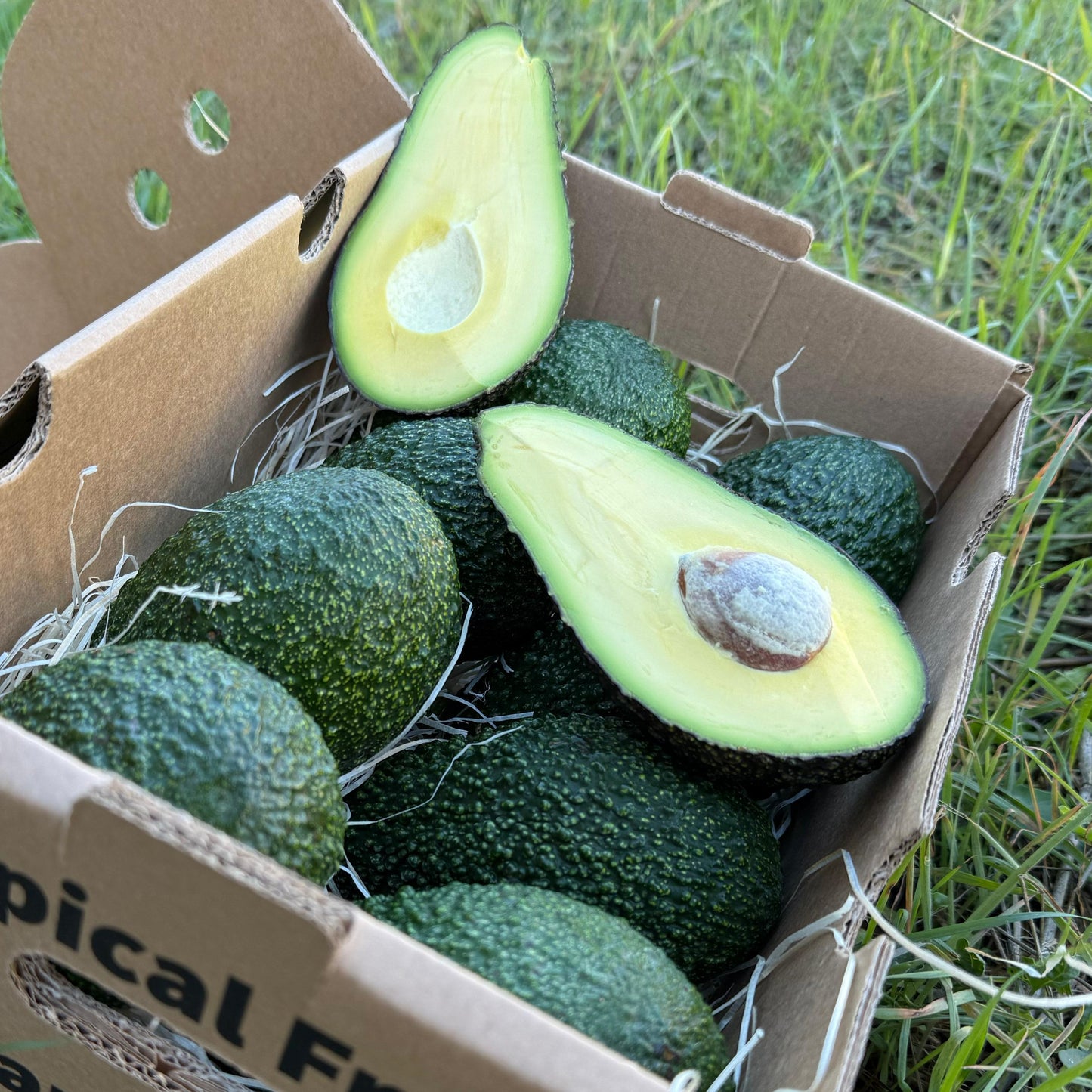 Avocado Fuerte in a box