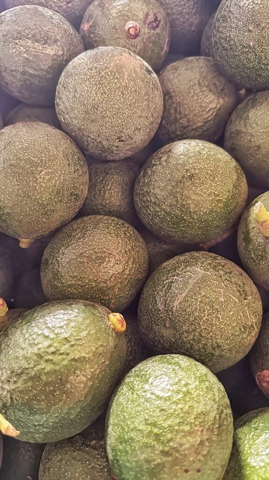 Avocado Reed