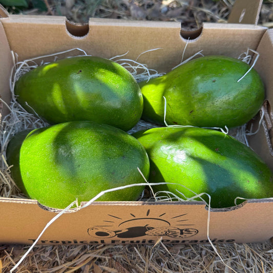 Avocado Salvaje 