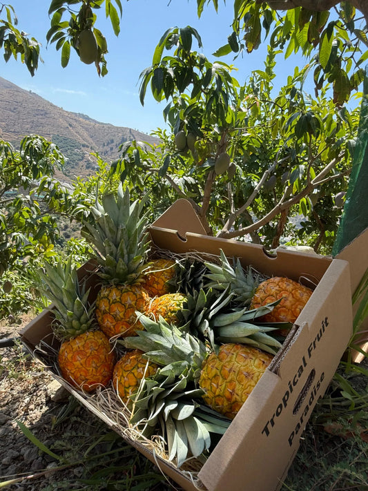 Box of pineapples in a tropical setting with mountains in the background