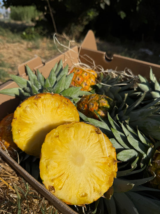 Baby Ananas Costa Rica