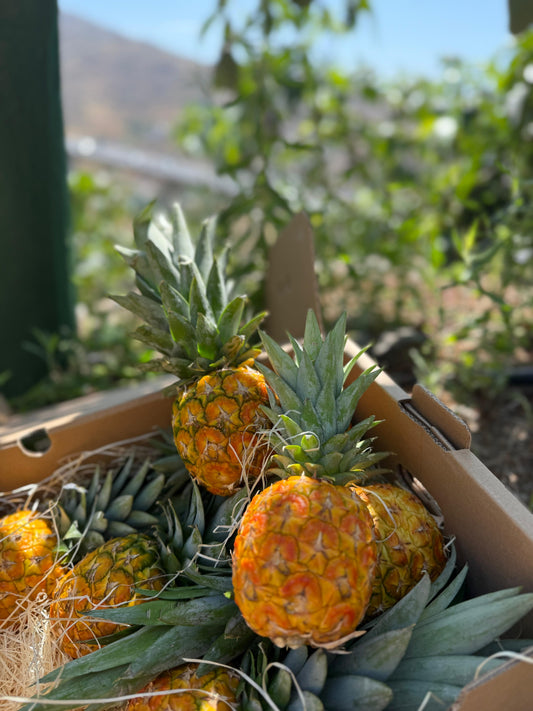 Baby Pineapple Brasil