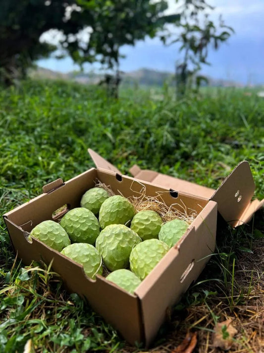 Cherimoya BIO