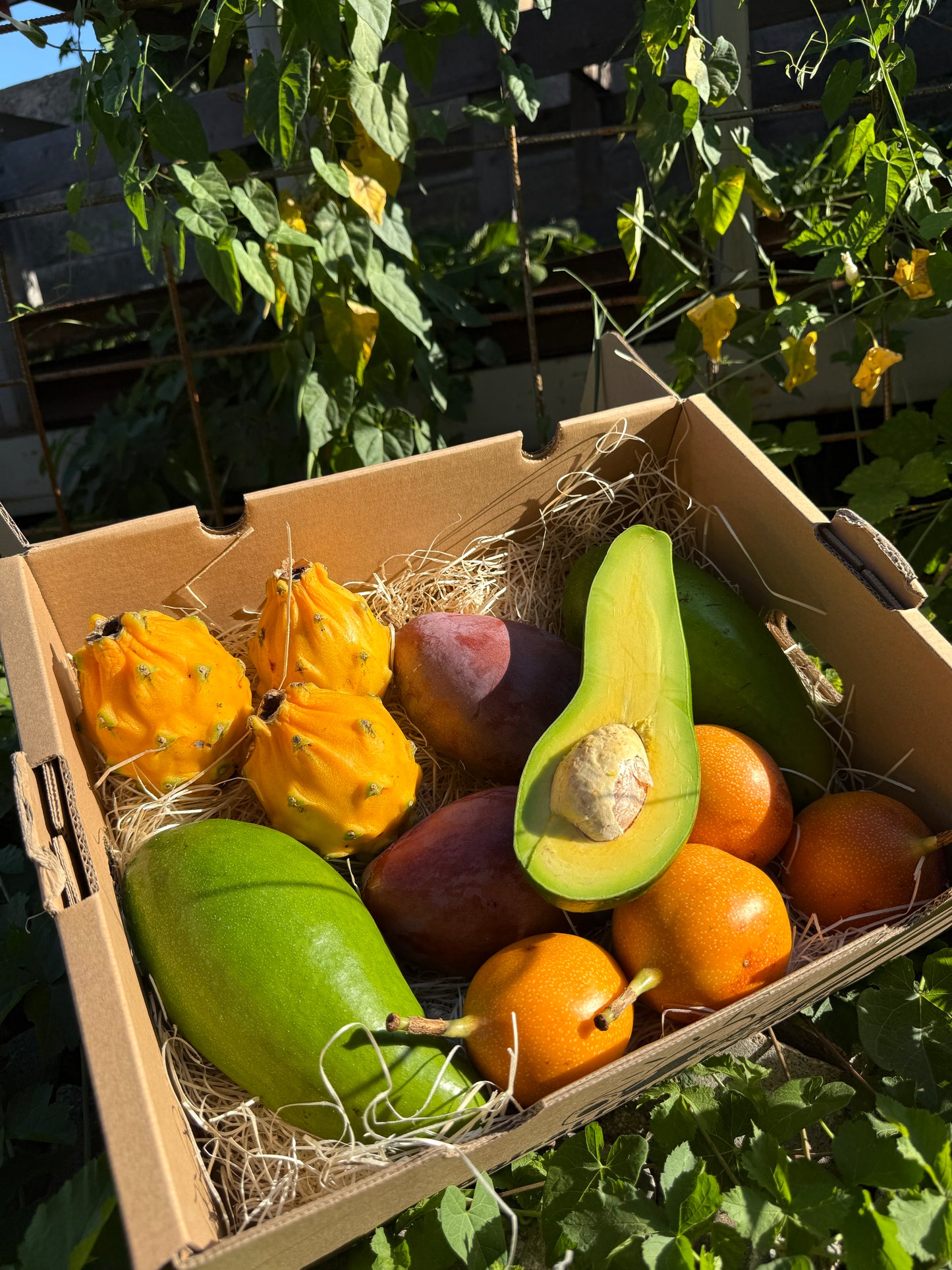 Exotic Fresh