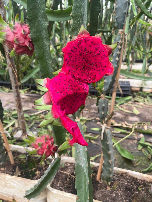 Red Dragon Fruit Vietnam
