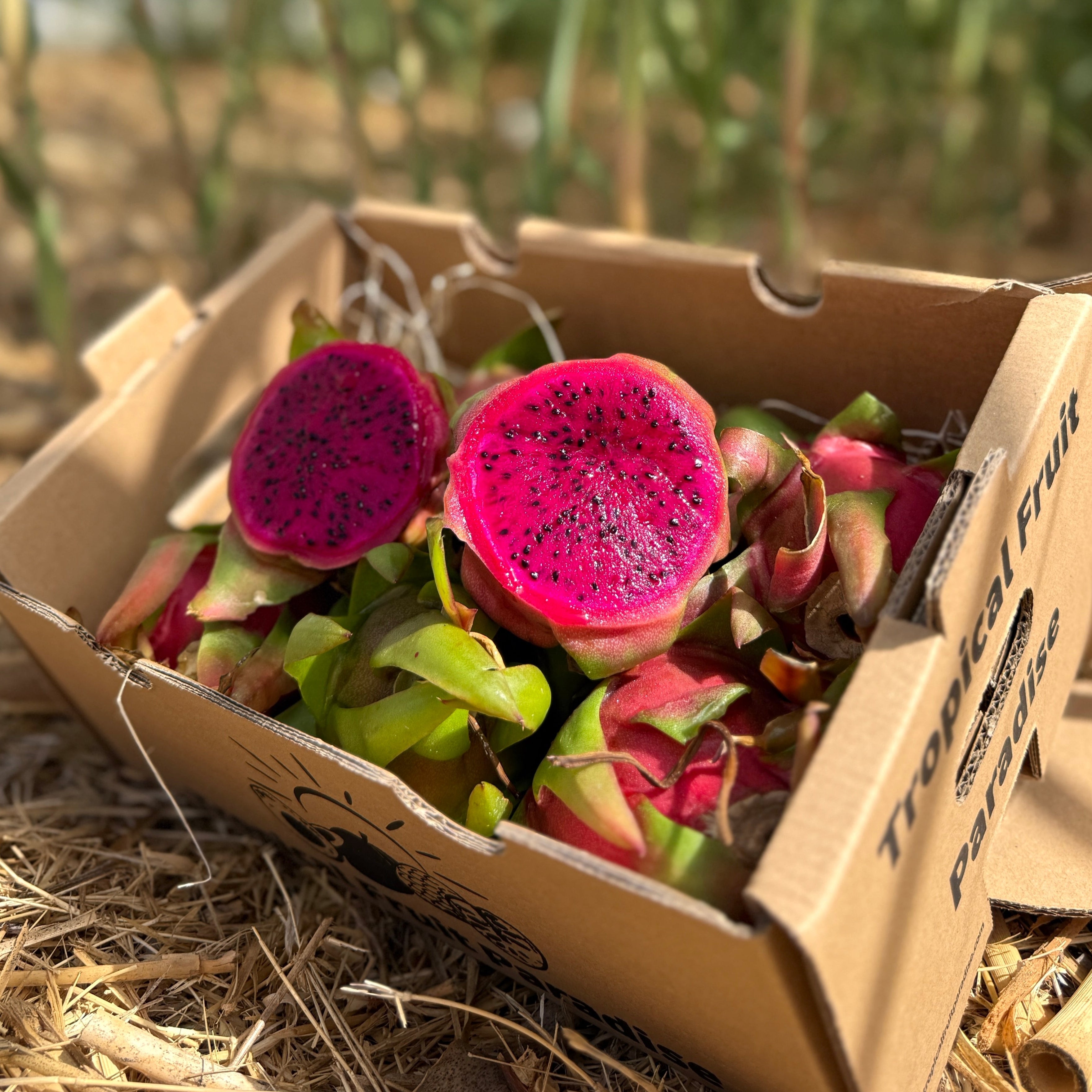 Fructul Dragonului Roșu BIO – TropicalFruitParadise