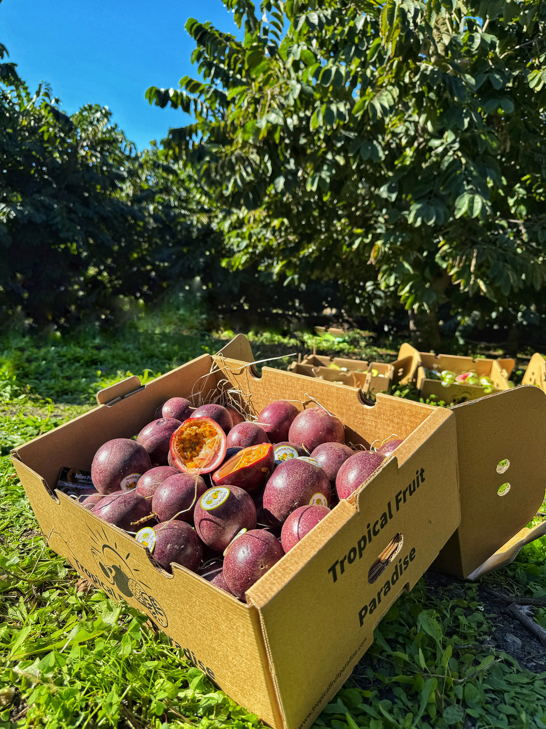 Fructul Pasiunii BIO – TropicalFruitParadise