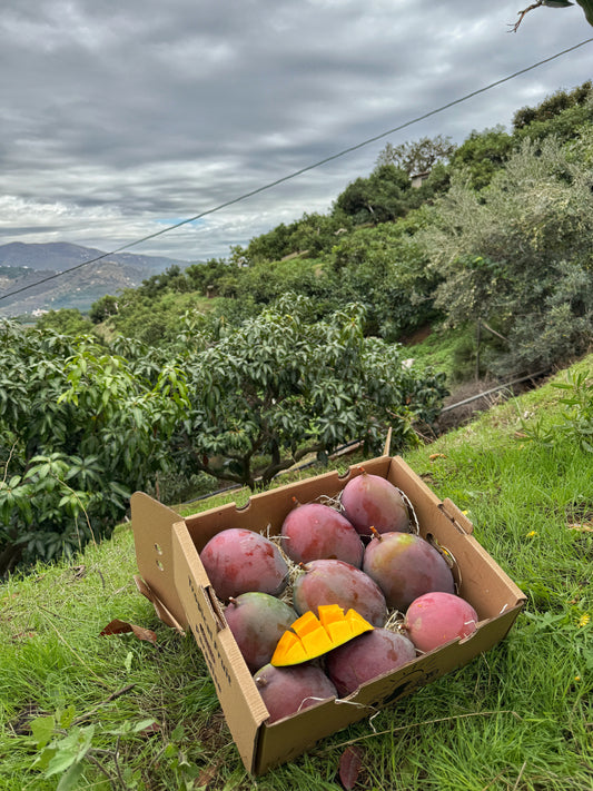 Keitt Mango BIO
