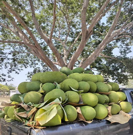 Pile of jackfruit on a truck bed with trees in the background