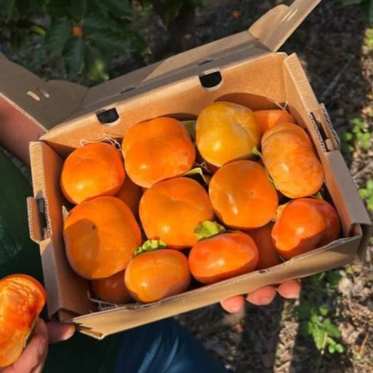 Person holding a box of persimmons in an orchard