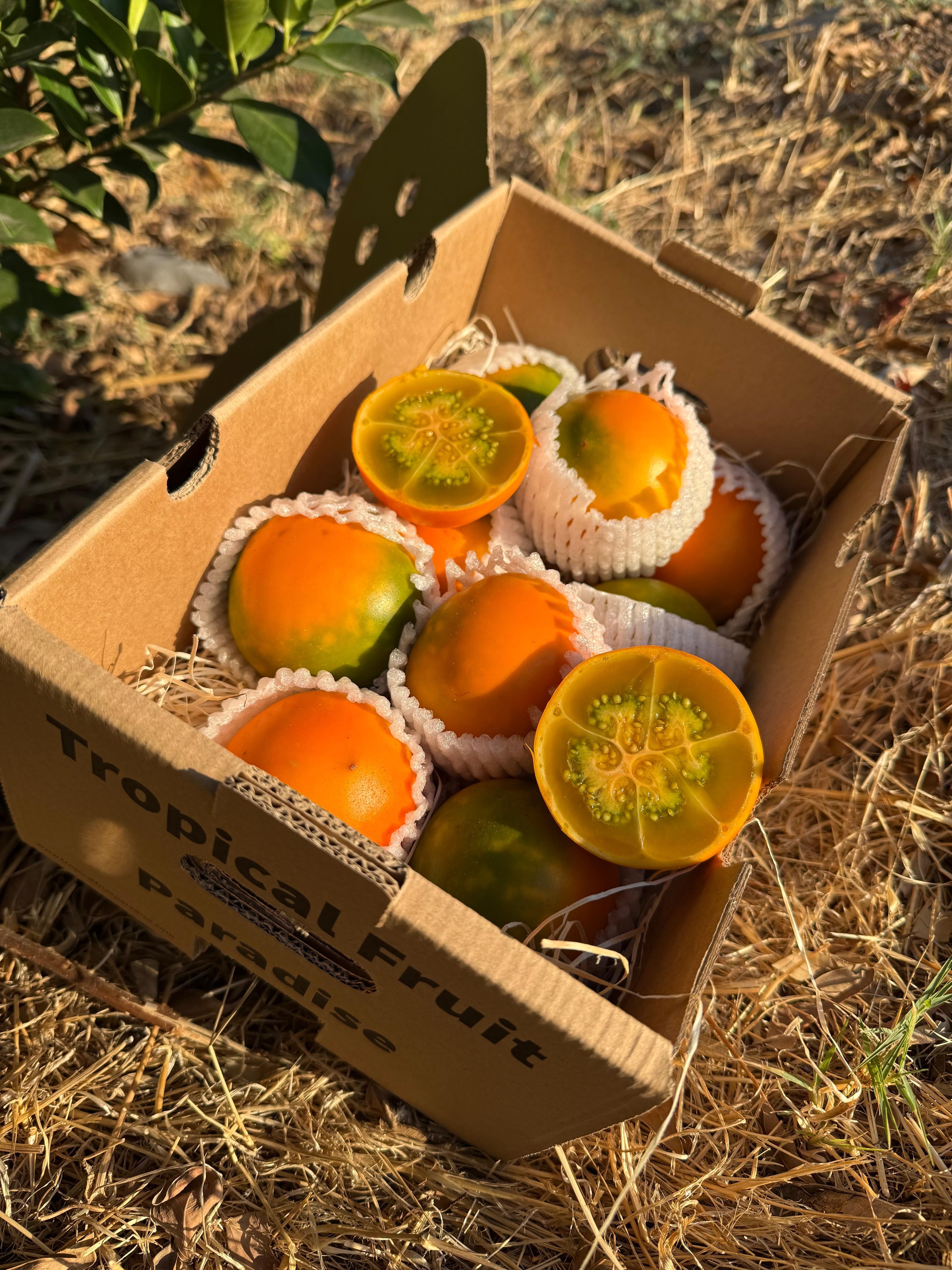 Lulo – TropicalFruitParadise