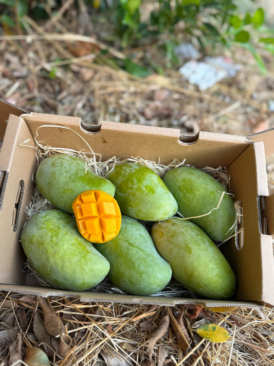 Mango Ataulfo BIO