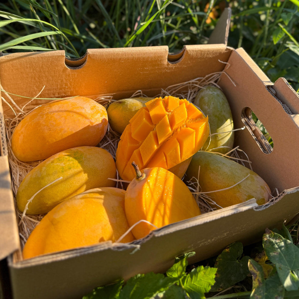 Bio Mango Mango Ataulfo BIO — Dulce ca Mierea, Fără Fibre, Cultivat Organic ...