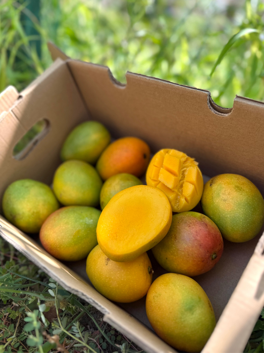 Baby Azucar Mango Colombia