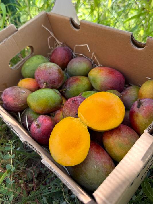 Mango Baby Irwin BIO