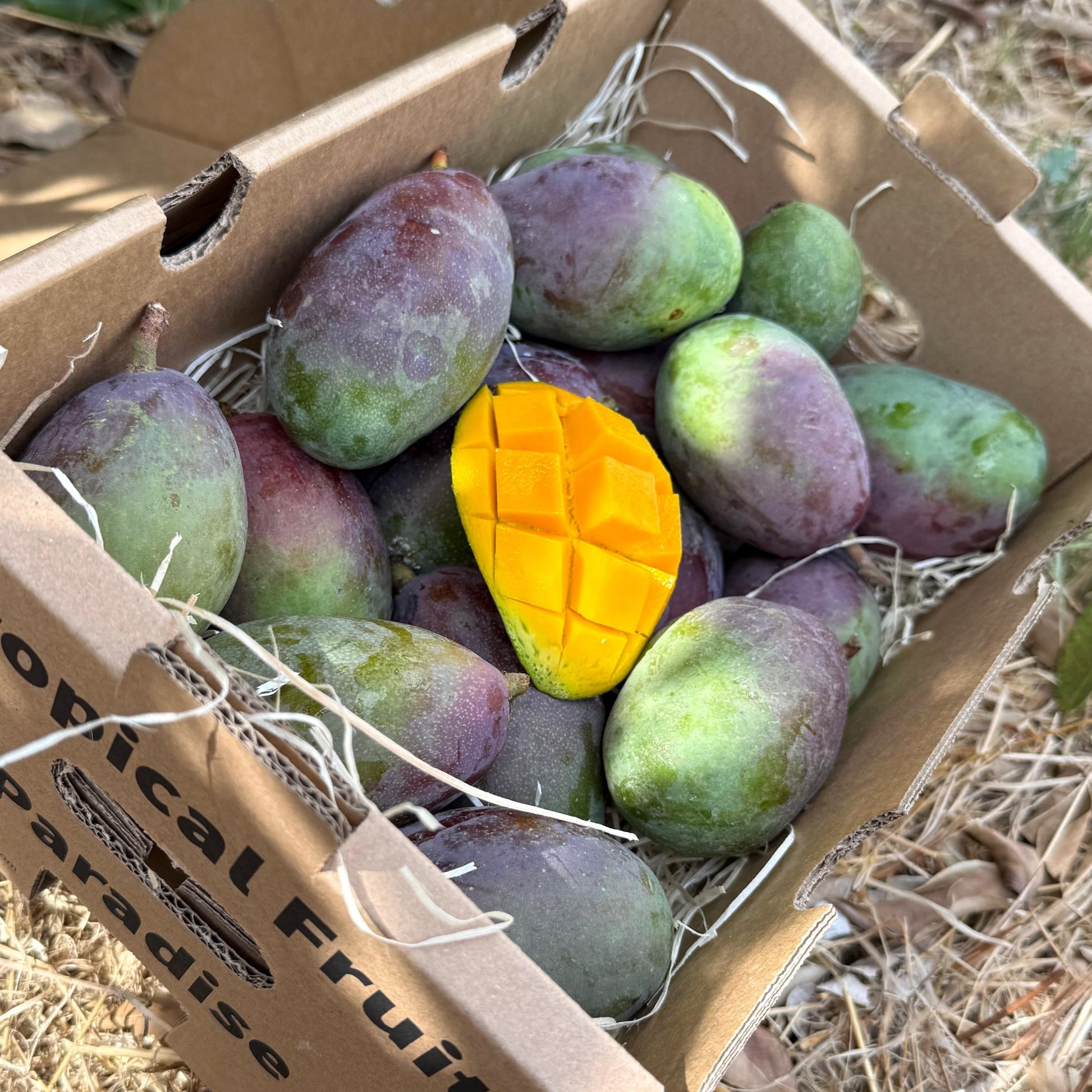 Box of mangoes with a yellow mango on top, placed on dry grass.