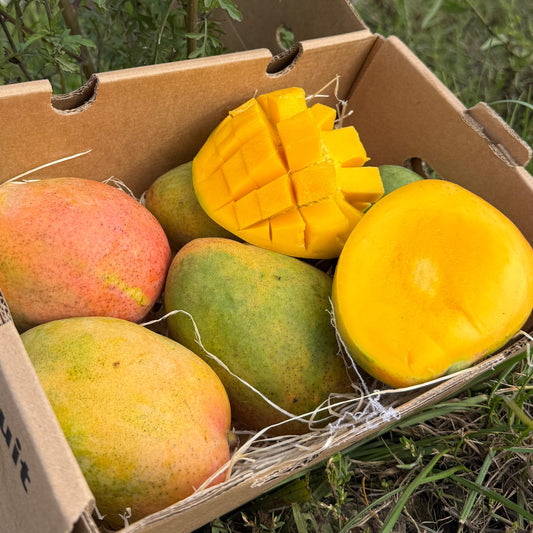 Mango Edward Bio Ecuador