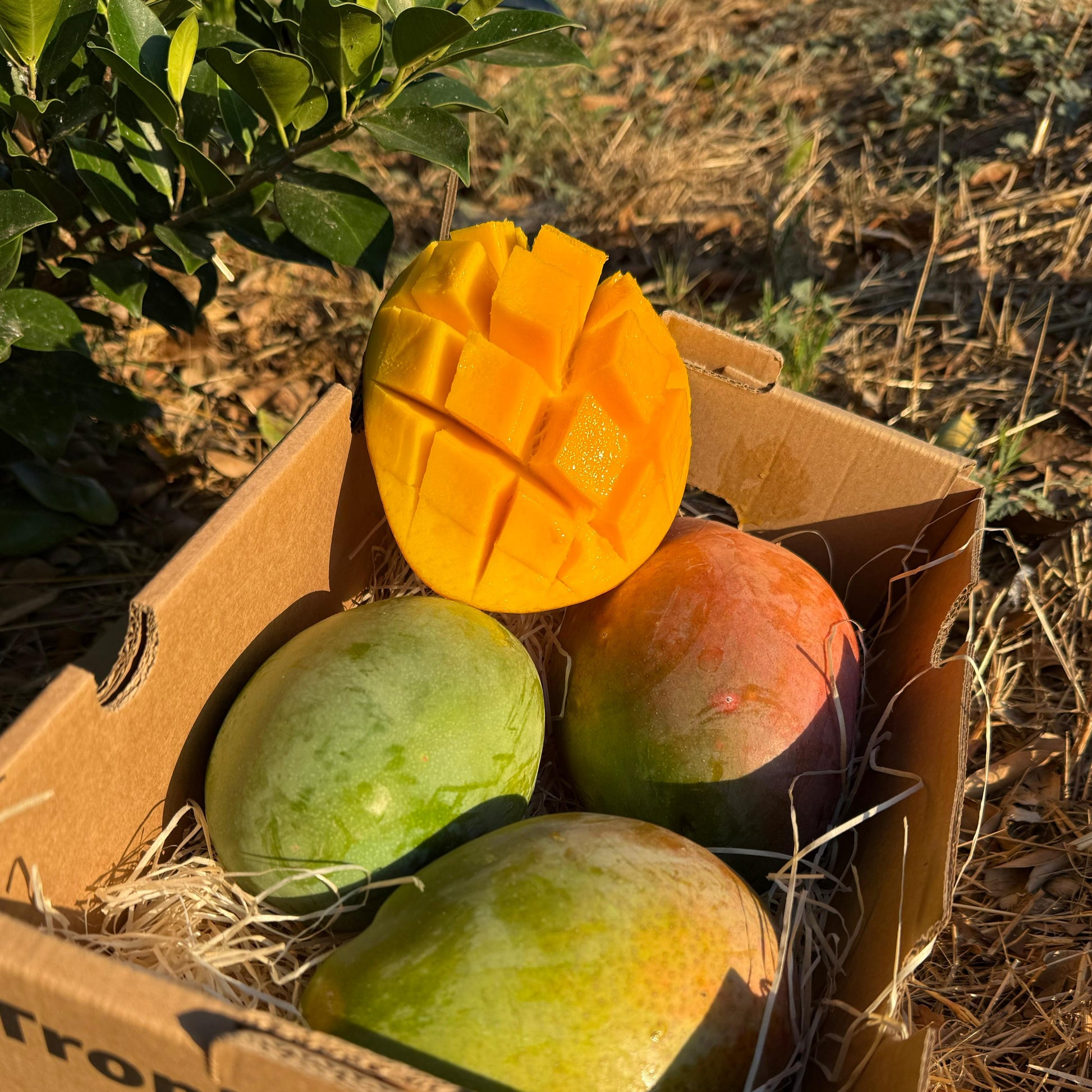 Box of mango keitt