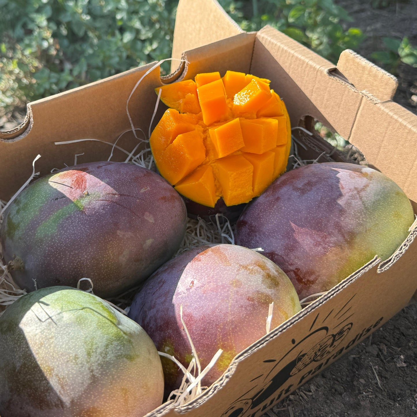 Mango kent box